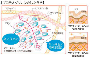 プロテオグリカンの働き