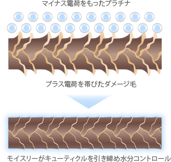 モイスリーがキューティクルを引き締め水分コントロール