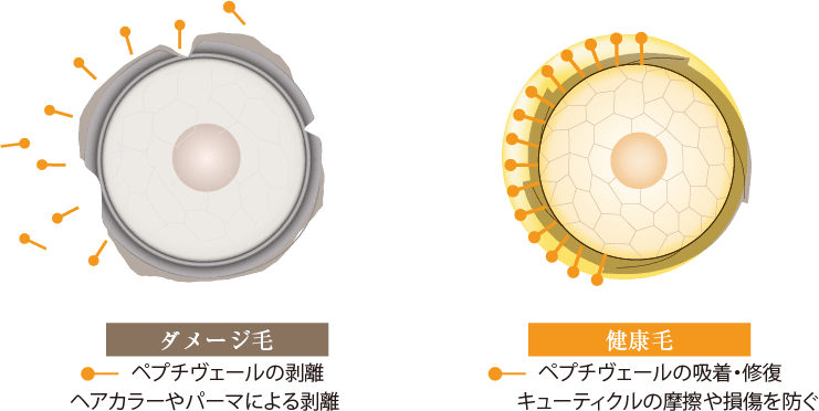 ダメージ毛 健康毛