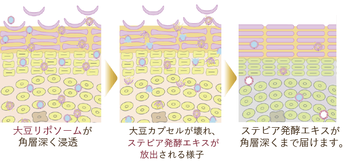 大豆リポソームが角層深く浸透、ステビア発酵エキスが角層深くまで届けます。